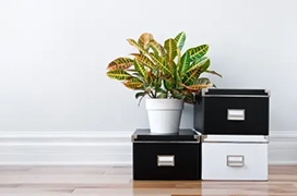 Plant sitting on top of file cabinet drawer.