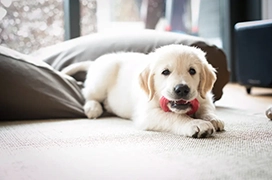 Small puppy.