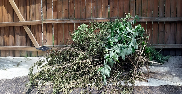 A picture of yard debris stacked up.