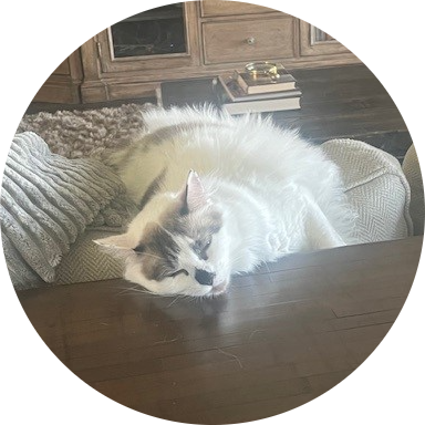 Max the RagDoll Cat