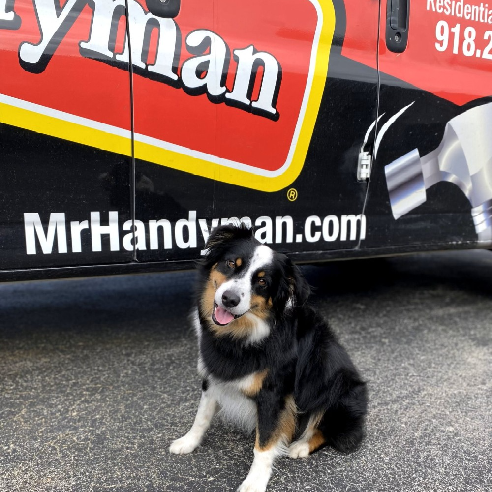 Sammie the HandyDog