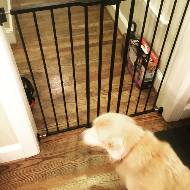 Installed pet/child gate