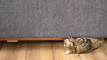 Housecat sharpens claws on gray sofa.