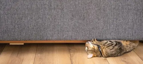 Housecat sharpens claws on gray sofa