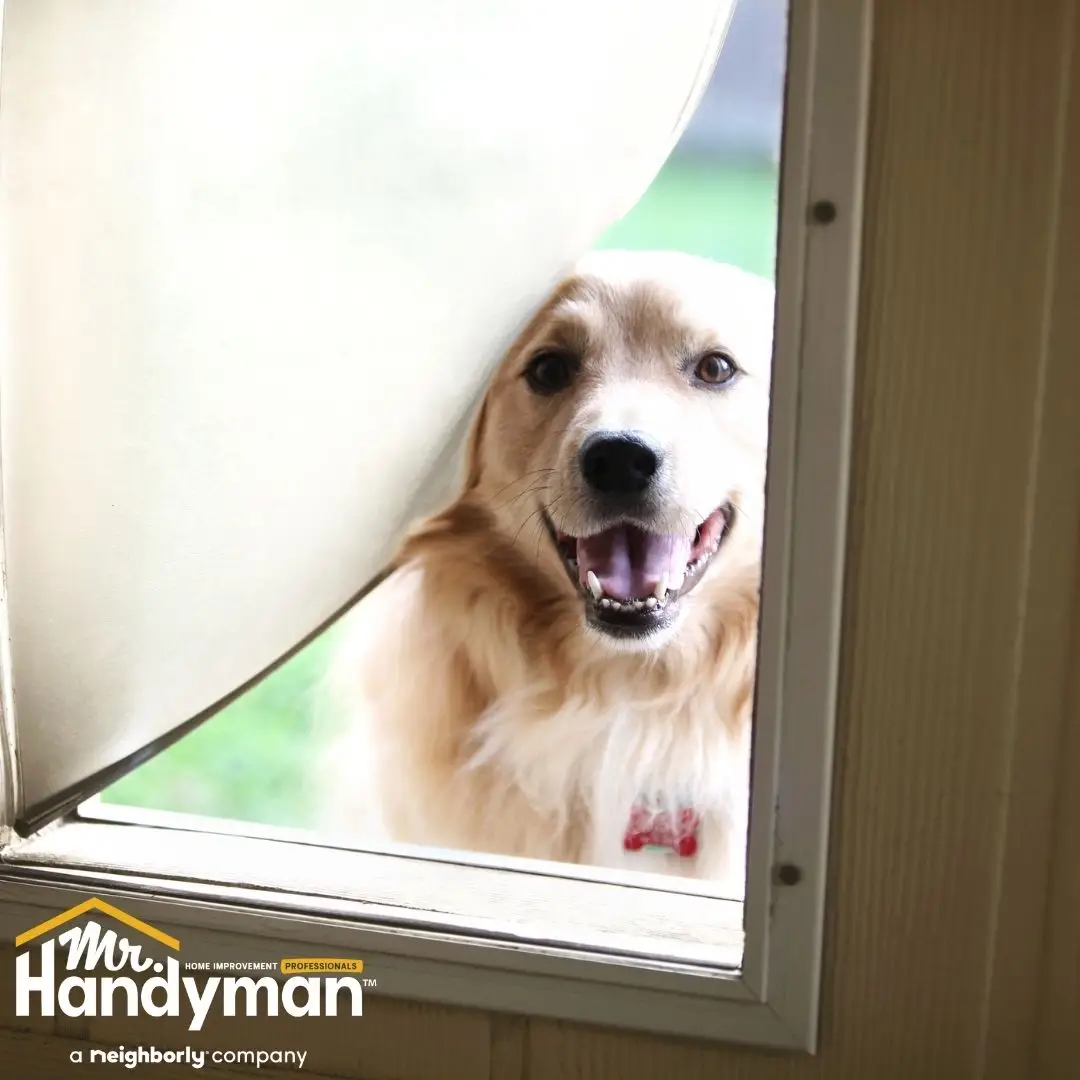 Golden retriever looking through a pet door flap during installation by Mr. Handyman of Charleston and Summerville