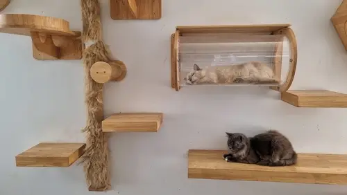 Two cats resting on wall-mounted cat furniture