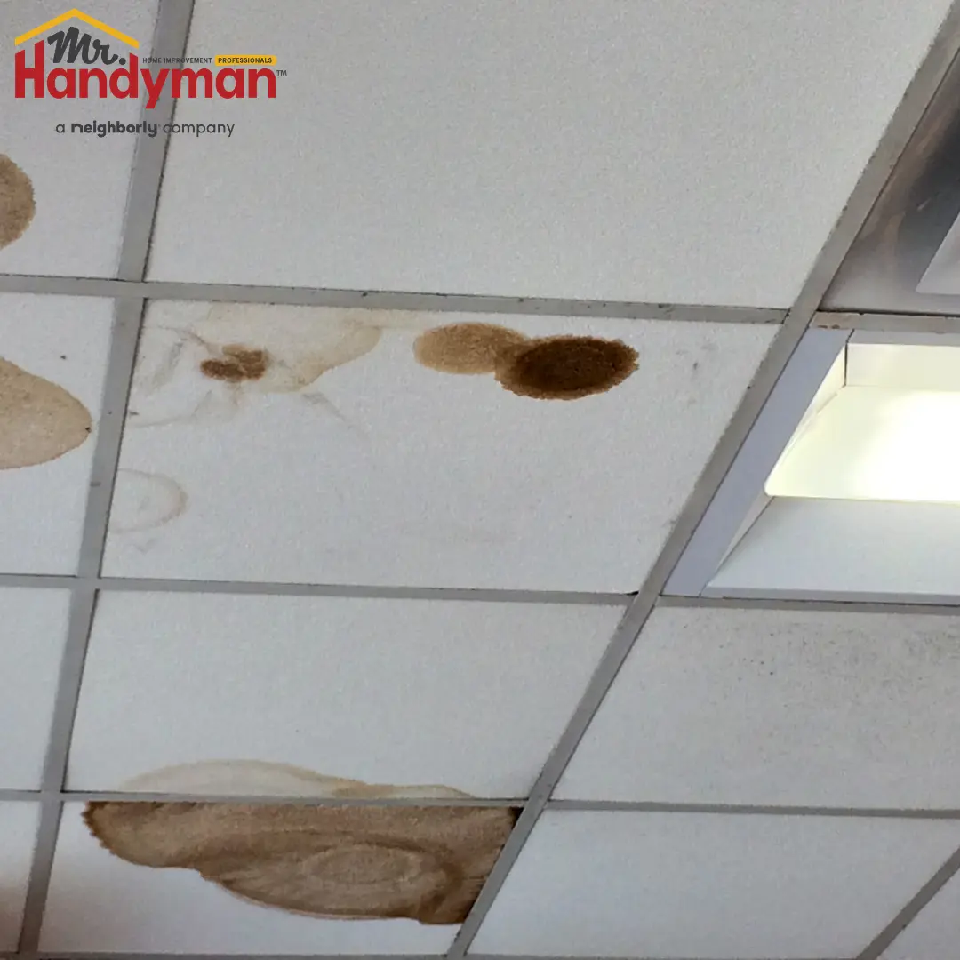 Brown water stains on a white drop ceiling, indicating a recent leak.