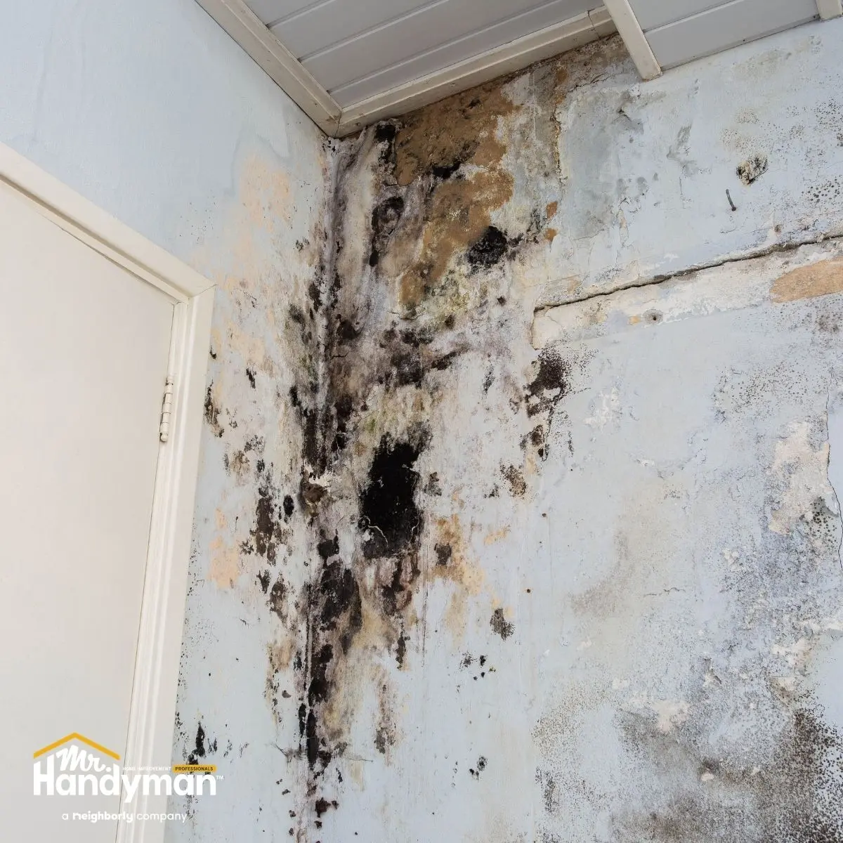Severely moldy wall corner with black and brown stains-peeling paint