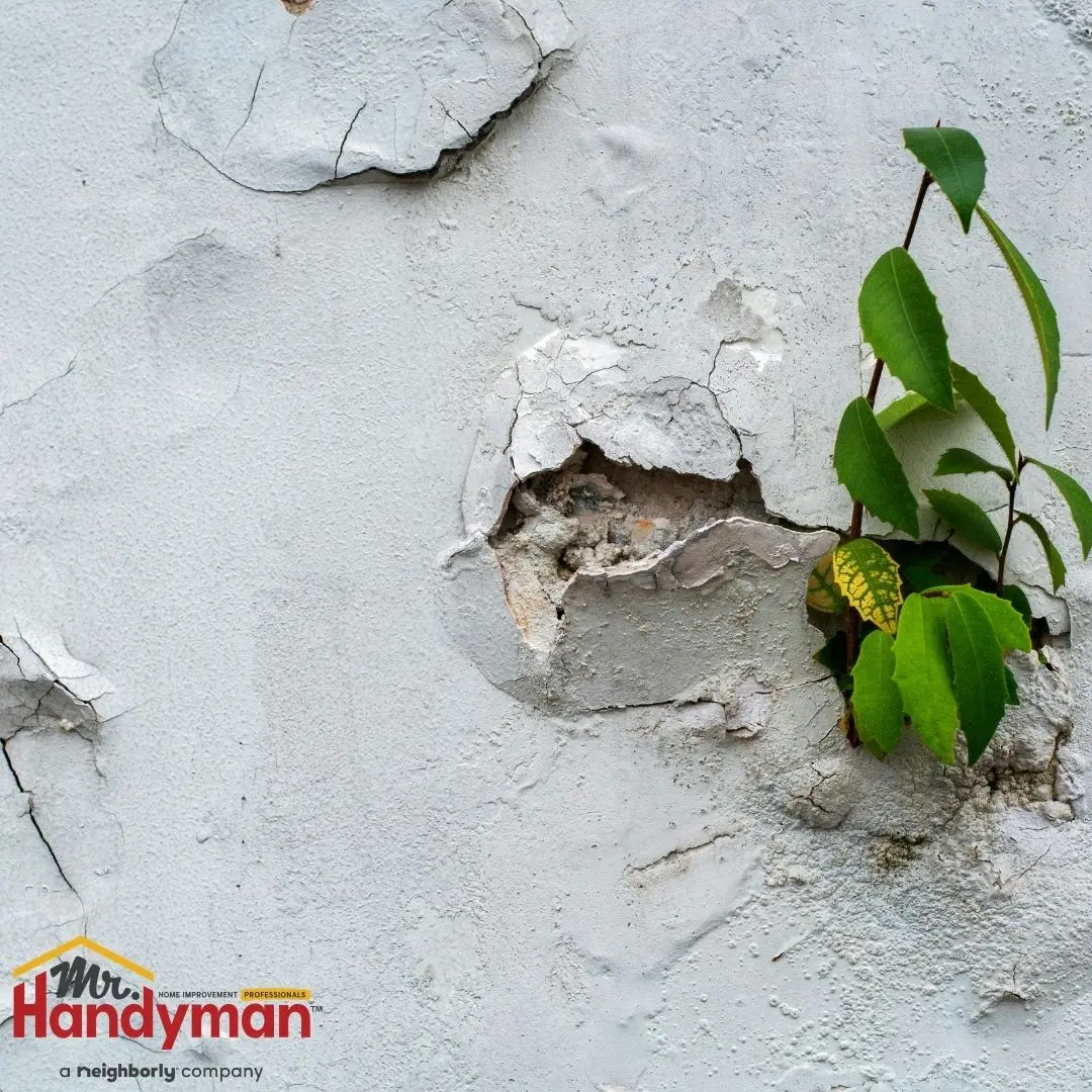 Close-up of a cracked and damaged white exterior wall with peeling plaster and a small green plant growing through the opening.