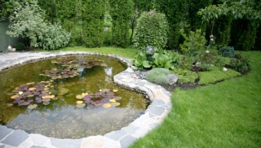Backyard pool lily pond.