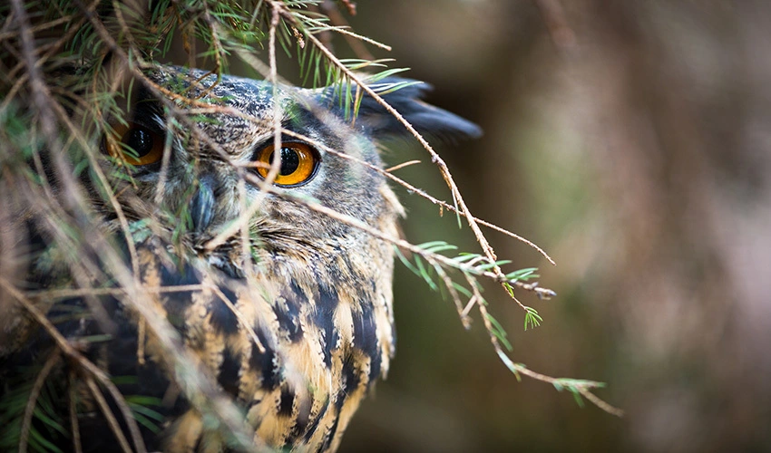 Owl perched in a tree.